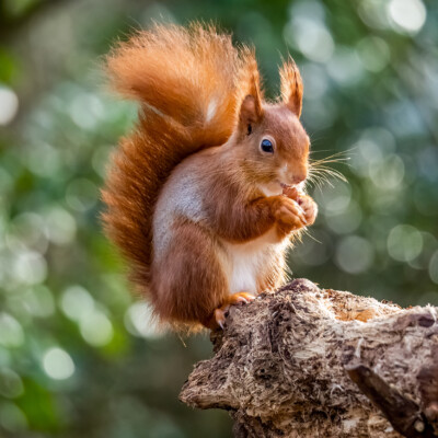 Atlas de la biodiversité 1 Atlas de la biodiversité - agence communication